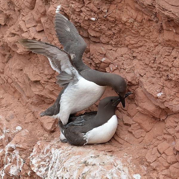 <h3><a href="/trips/helgoland/biota/animalia/chordata/aves/024 charadriiformes/019 alcidae/uria aalge/uria aalge-nl.html">Uria&nbsp;aalge</a> / Common&nbsp;murre / Zeekoet</h3>NIKON D7100 met AF-S Nikkor 300mm f/2.8G IF-ED VR II, 1/400 sec  bij F5.6, ISO 320, afstand 19.9&nbsp;m